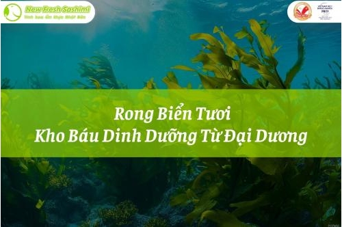 Khám Phá Các Loại Rong Biển Tươi Được Ưa Chuộng Nhất Hiện Nay Khám Phá Các Loại Rong Biển Tươi Được Ưa Chuộng Nhất Hiện Nay